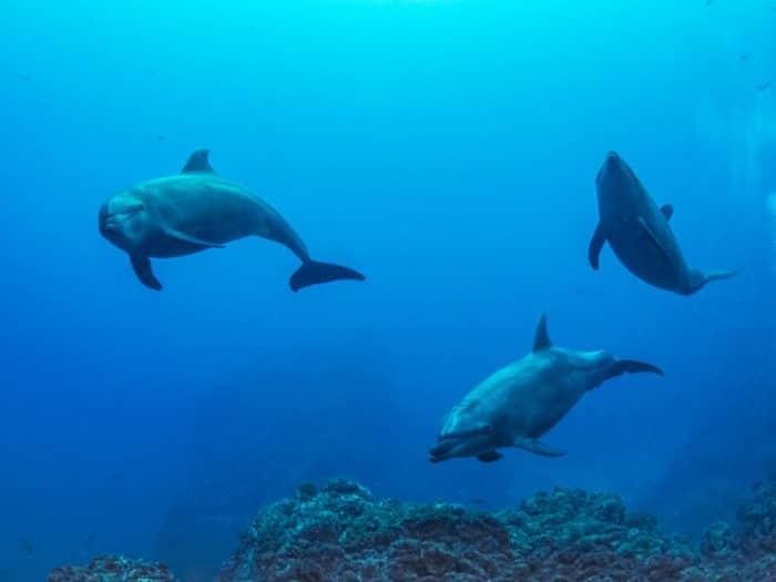 Bottlenose Dolphins at “Cabo Pearce” in Socorro - Photo by Nola Schoder