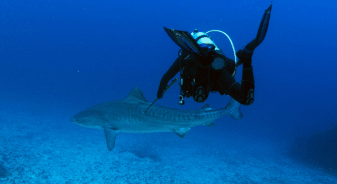 Scientist Tags Shark That Killed U.S. Diver