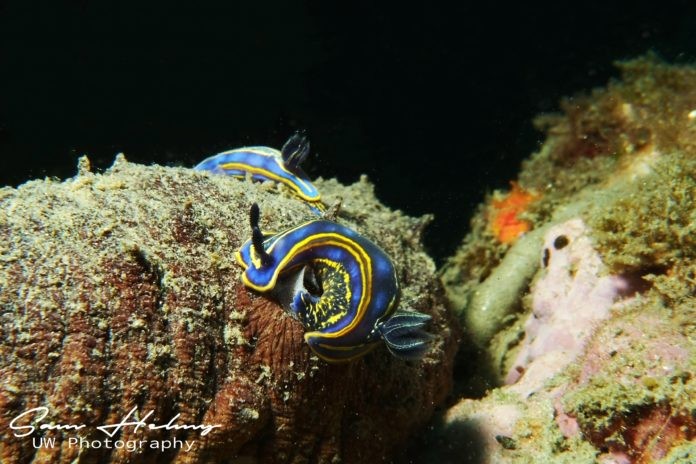 Nudi After mating with eggs