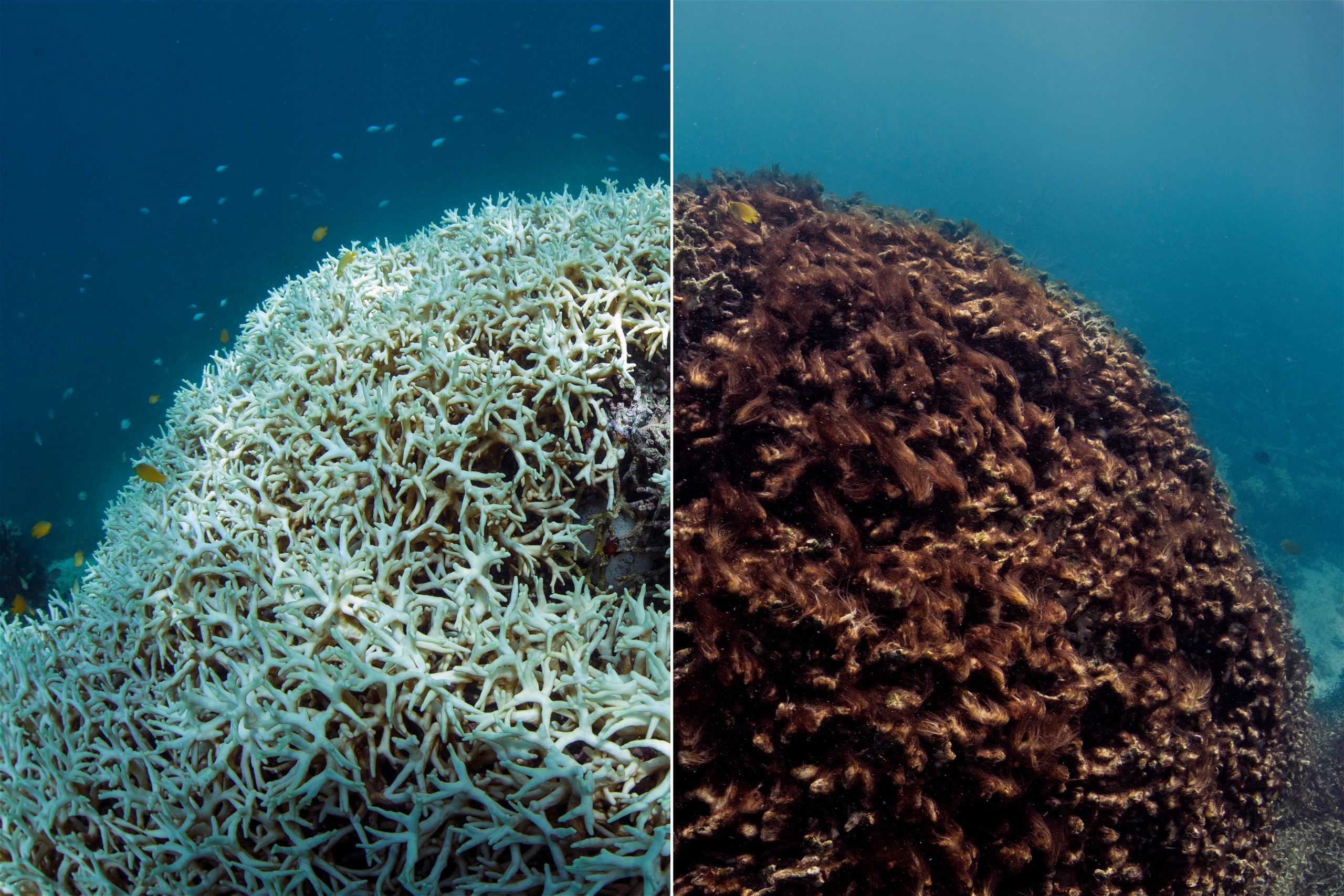 Before and After Coral Bleaching Photo by credit The Ocean Agency - XL Catlin Seaview Survey - Richard Vevers _ Christophe Bailhache.