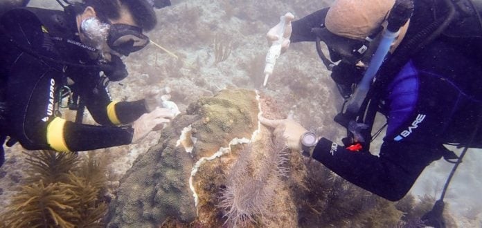 Operation To Save Coral From Disease Reaches Mid-Point In Florida