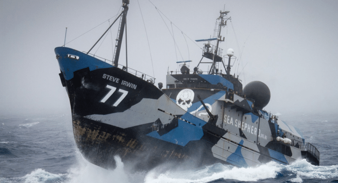 M/V Steve Irwin could become an artificial reef off Melbourne, Australia