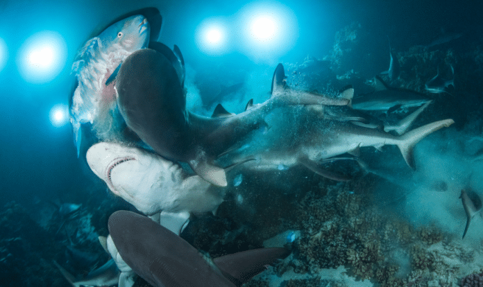 Underwater Photographer of The Year Winner © photographers-RIchard Barnden/UPY2019