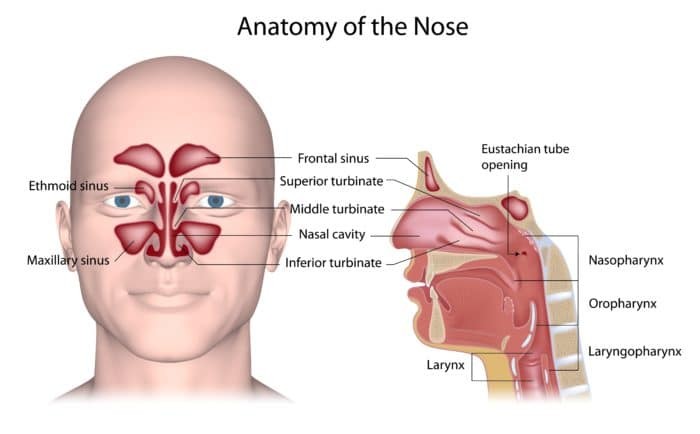Nose anatomy