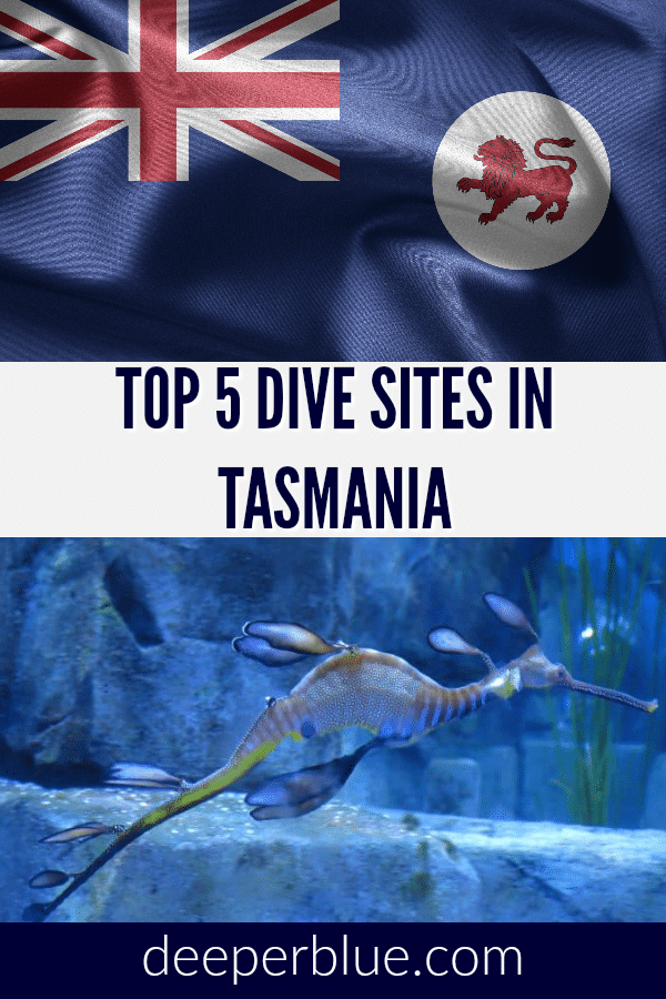 Top 5 Dive Sites in Tasmania