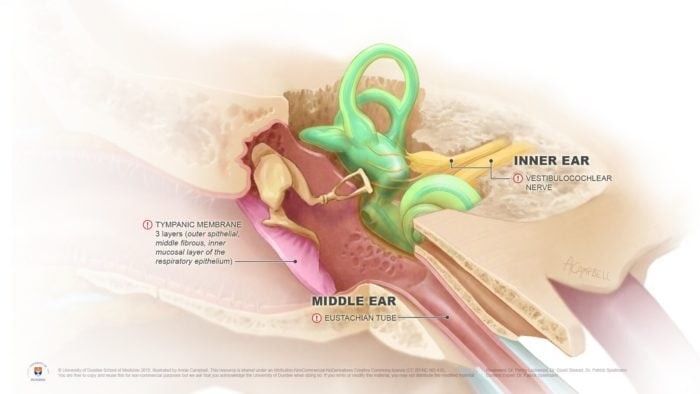 Diagram of the inner ear.