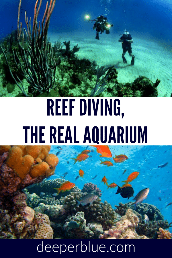 Reef Diving, the Real Aquarium
