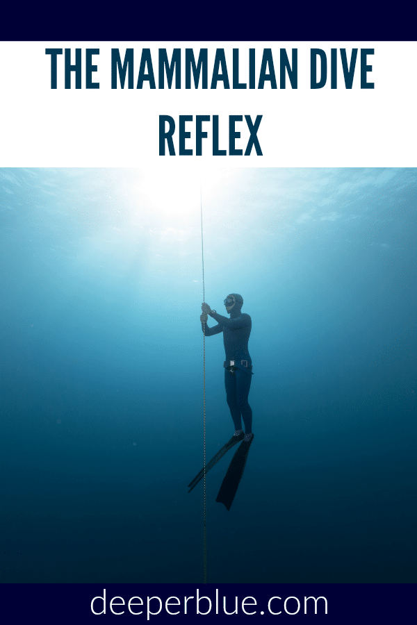 The Mammalian Dive Reflex