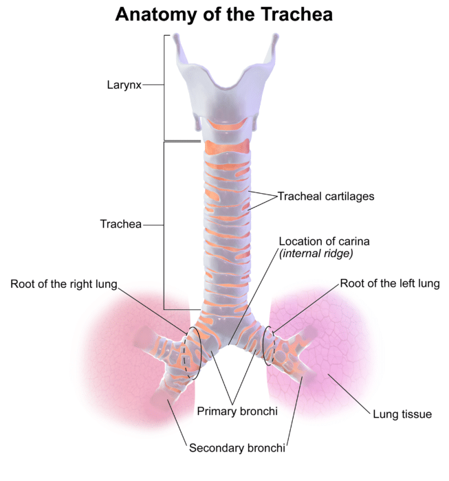 Diagram of the trachea.