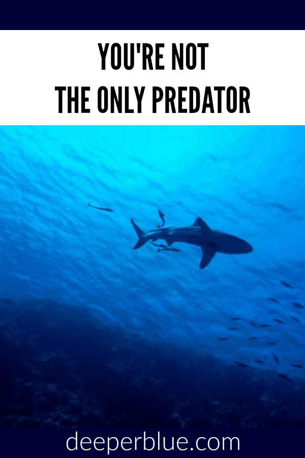 You’re Not the Only Predator