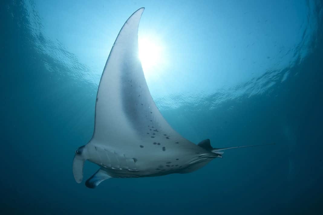 You'll go diving with spectacular Mantas