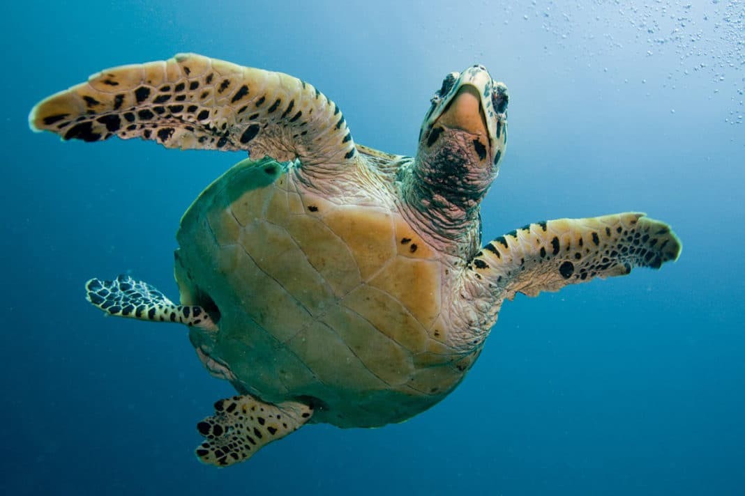 giant sea turtles are also a joy to dive with