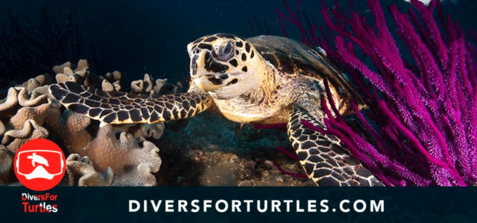 Divers For Turtles Launches Sea Turtle Diver Pledge