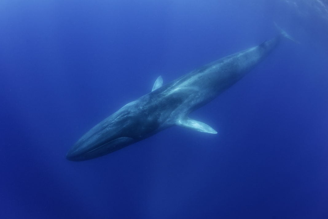Blue whale, Pico Island, The Azores, Portugal.