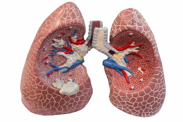 A look at human lungs