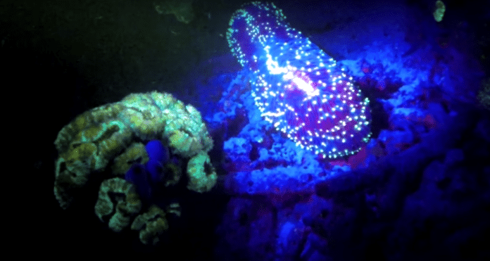 Fluorescent Night Diving