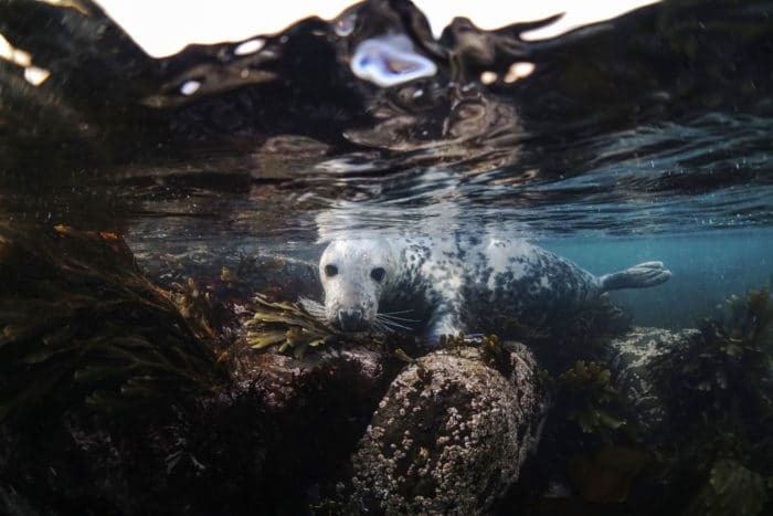 Seal on the Rocks in the Farnes Islands