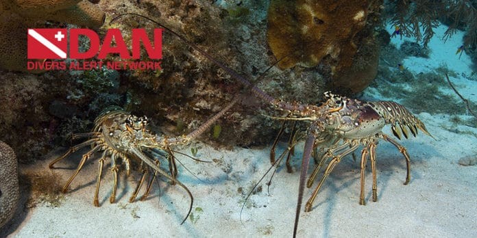 DAN Encouraging Divers To Enjoy Lobster Mini Season Safely