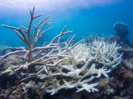 Coral bleaching on a reef