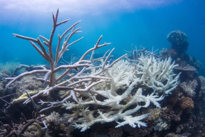 The Planet Has Lost Half of Its Coral Reefs Since 1950, Science