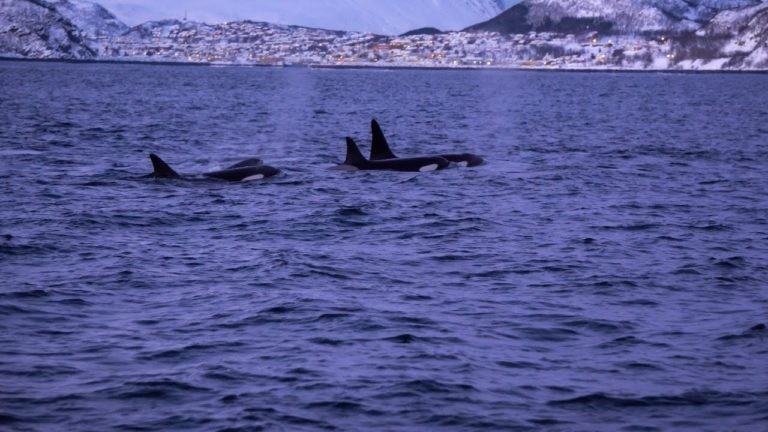 Video: The POD – Diving With Orcas In Norway