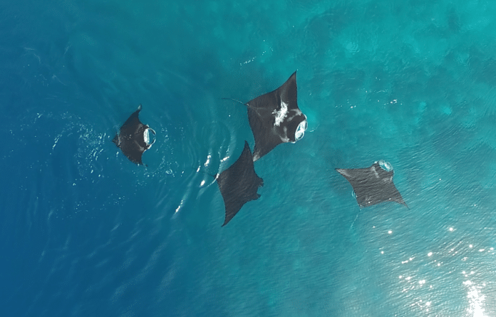 New Study Finds That Manta Rays Form Social Bonds With Each Other (Photo credit: Rob Perryman)