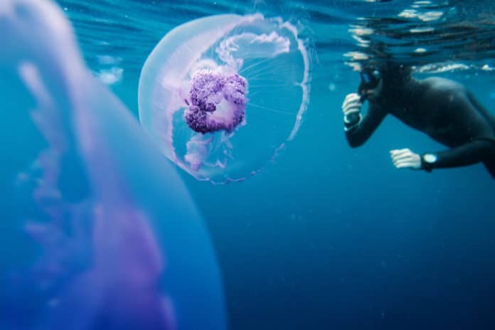 Freediver in wetsuit neoprene swim in the sea with jellyfish