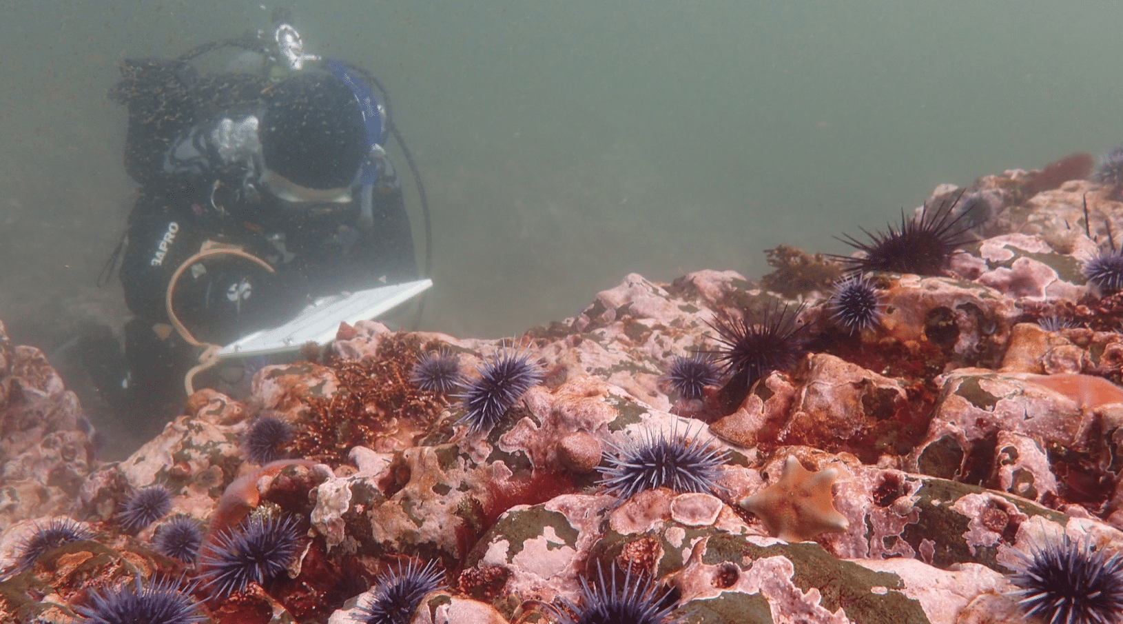 A scientific diver observes purple sea urchin barrens in California. (Cynthia Catton/California Department of Fish and Wildlife)