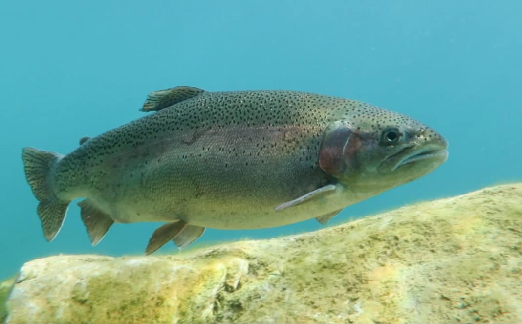 Capernwray Diving Centre - Trout