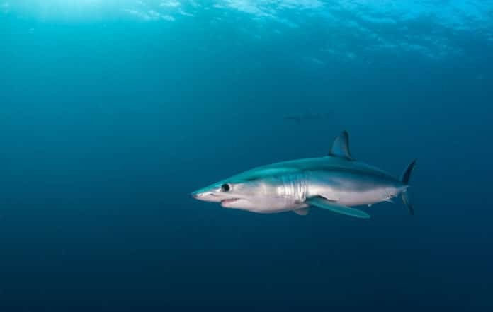 Short fin mako shark underwater view offshore from Cape Town, South Africa. (Adobe Stock)