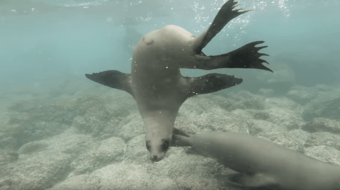 Galápagos Sea Lions swimming