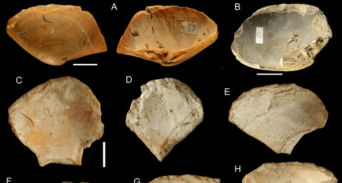 Shells collected by Neanderthal freedivers