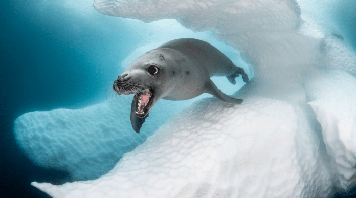 Ocean Art Underwater Photo Contest Winners Announced (Image credit: Greg Lecoeur)