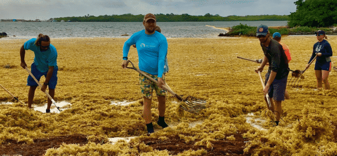 Buddy Dive Resort staffers clean beaches of Sargassum.