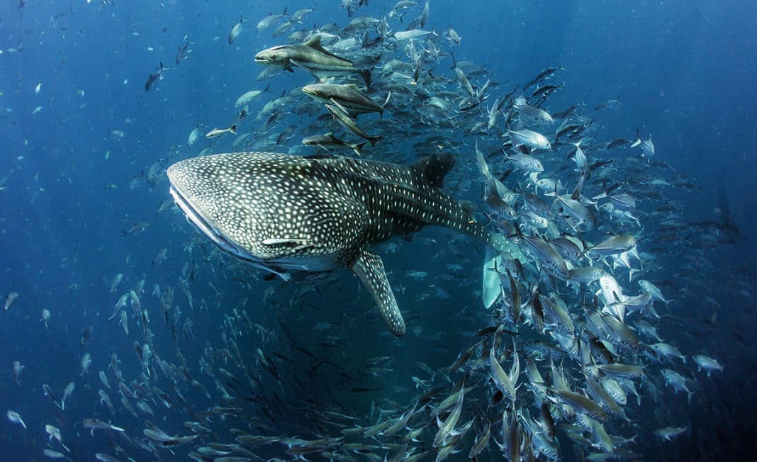 Seventh Annual United Nations World Oceans Day Photo Competition Now Accepting Submissions (Image credit: Dan Charity)
