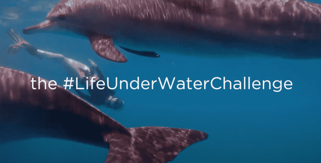 Life Underwater Photo Challenge