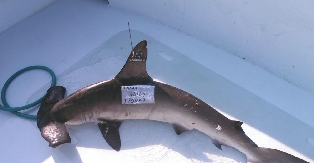 Tracking Hammerhead Sharks Reveals Conservation Actions (Image credit: Cpt. Mark Sampson/Guy Harvey Research Institute)