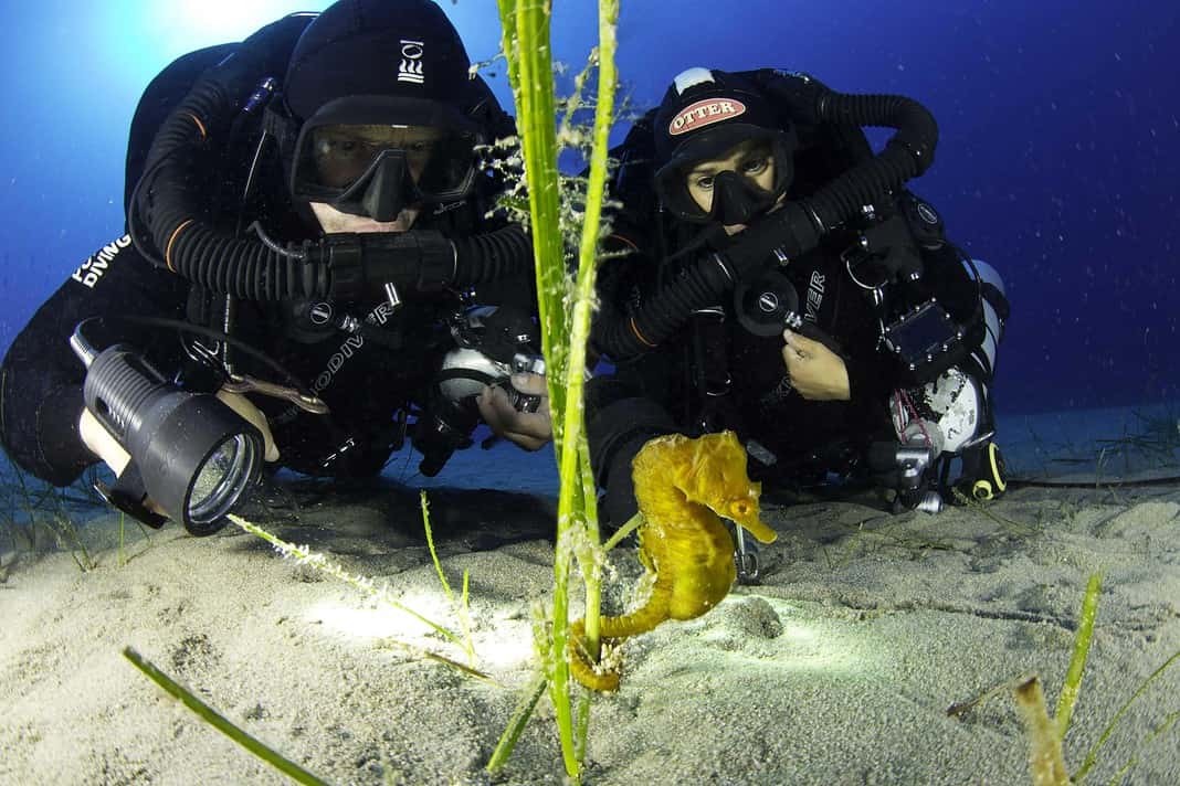 Scuba divers and short-snouted seahorse, Hippocampus hippocampus, male, Ponza Island, Italy, Tyrrhenian Sea, Mediterranean Sea.