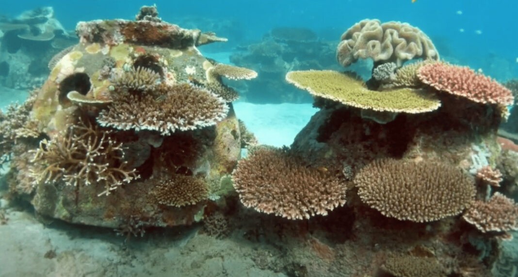 Memorial Reefs International