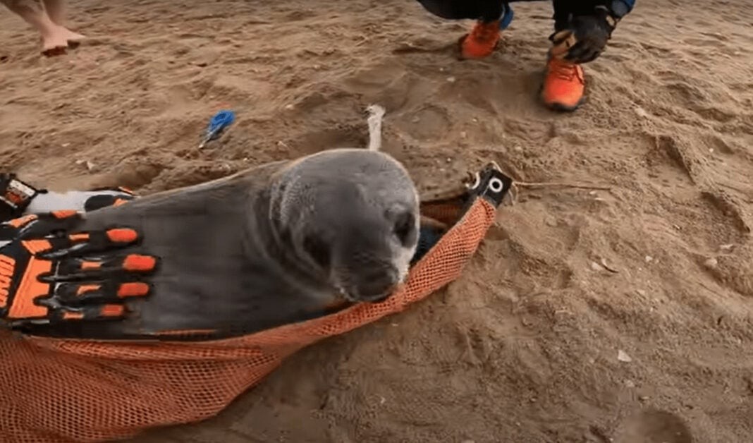 Baby seal squeals with pleasure at his rescue