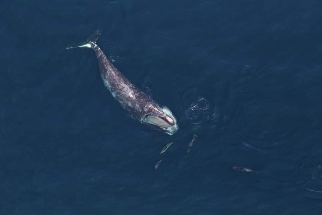 A North Atlantic right whale with five dolphins around the head in Stellwagen Bank National Marine Sanctuary.