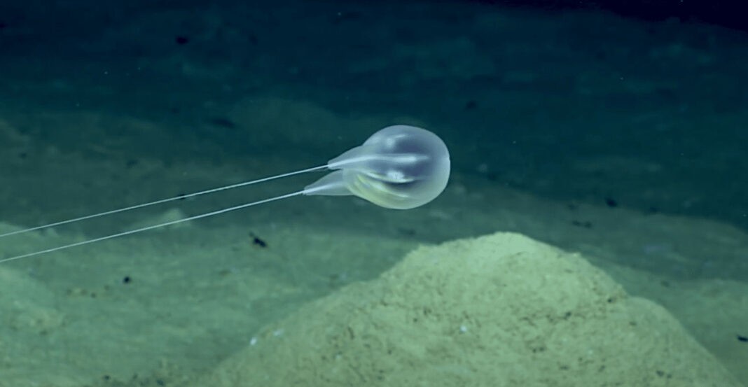 NOAA Discovers a New Ctenophore (Image credit: NOAA)
