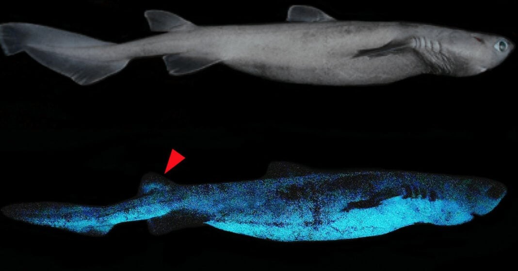Bioluminscent Shark (Image credit: Frontiers in Marine Science)