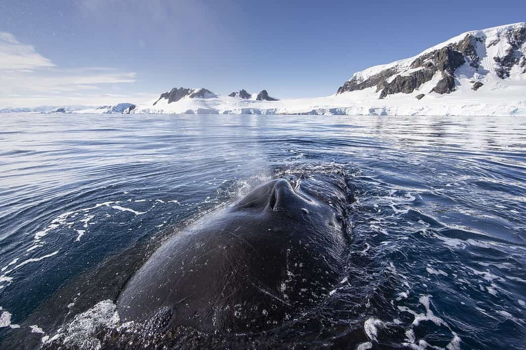 Research Project: Humpback Whales in a Changing Ocean (Image credit: Richard Sidey/GALAXIID)
