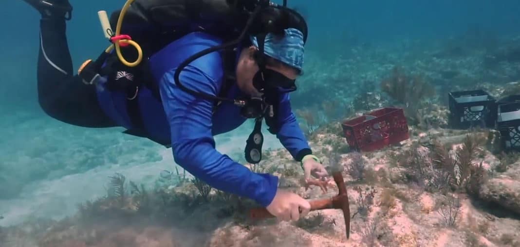 Diver transplants nursery-grown staghorn coral to reef in the Florida Keys National Marine Sanctuary (Image credit: Coral Restoration Foundation)