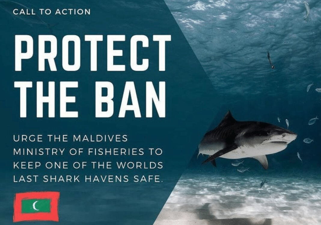 Activists Want The Maldives To Keep Its Prohibition On Shark Killing