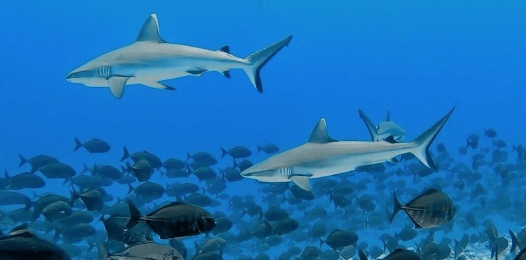 PADI President Praises Maldives For Confirming Shark Protections