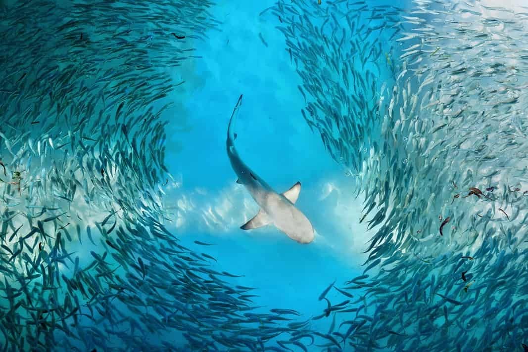 Shark and small fishes in ocean - nature background