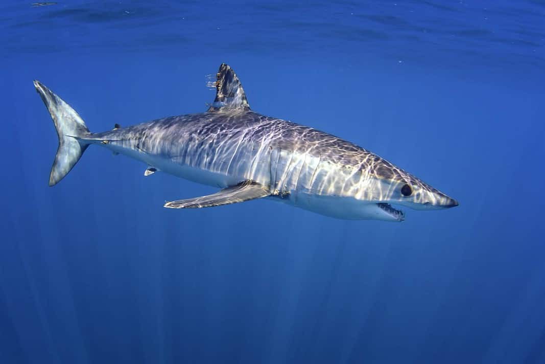 Shortfin Mako Shark (Adobe Stock)