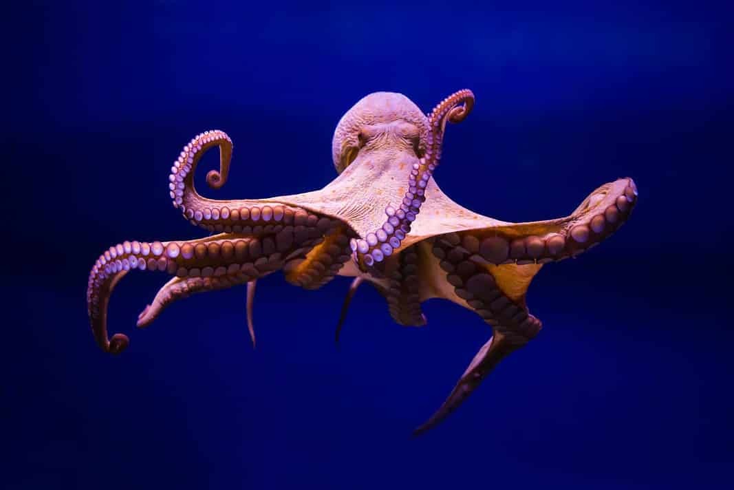 Octopus Underwater